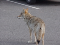 coyote3