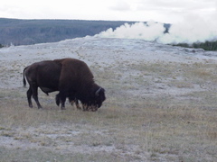 oldfaithful5