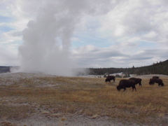 oldfaithful7