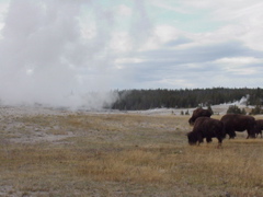 oldfaithful