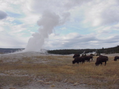 oldfaithful6