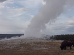 oldfaithful8