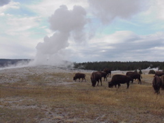 oldfaithful9