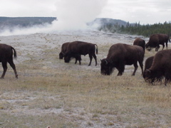 oldfaithful12