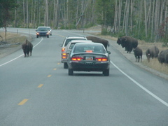 buffalo8
