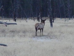 elk4