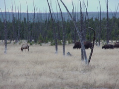 buffalo_elk