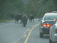 buffalo5
