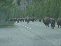 buffalo7