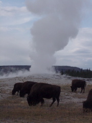 oldfaithful11