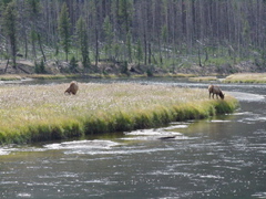 elk1