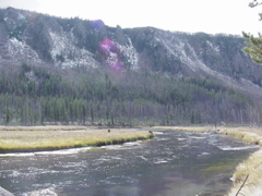 elk2