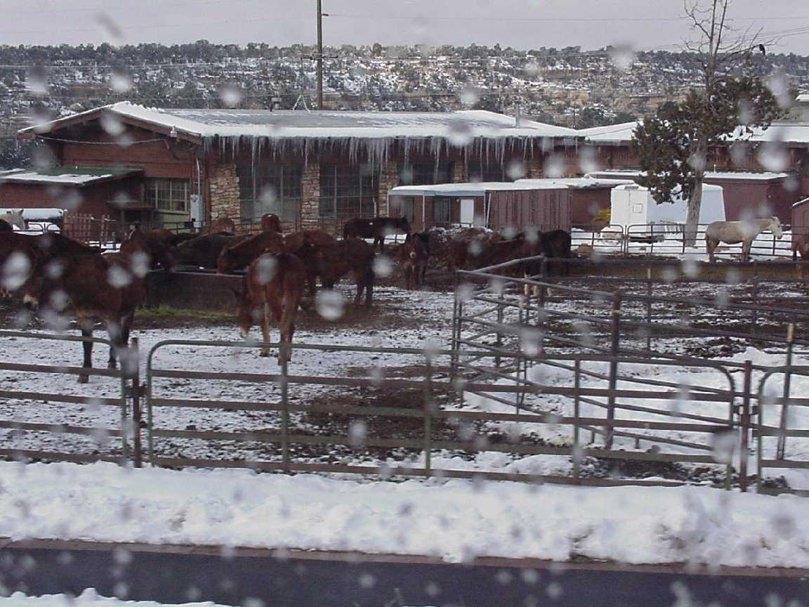 GC mules.jpg, 224911 bytes, 1/16/01