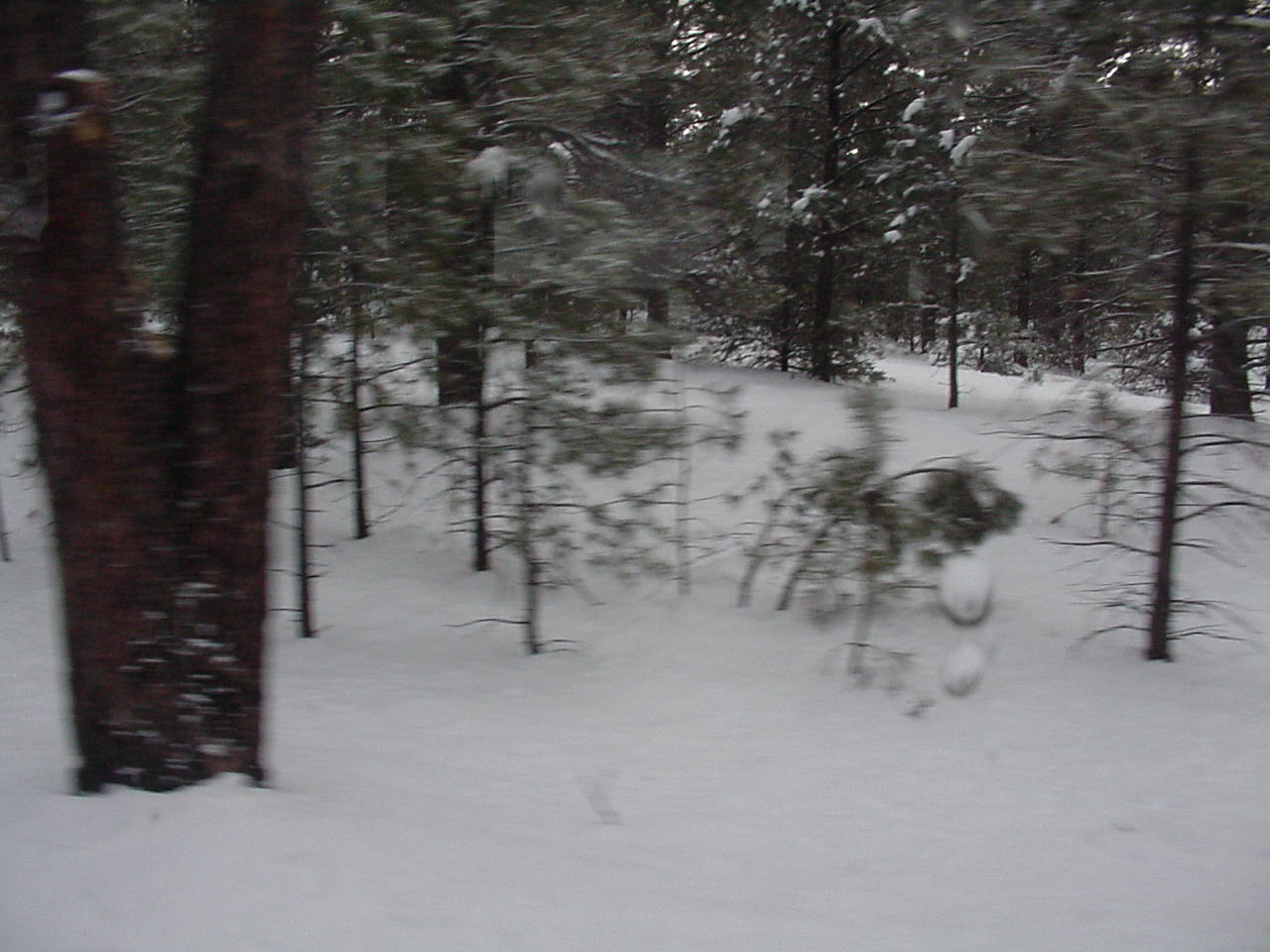 train blurr.jpg, 146434 bytes, 1/16/01