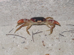 IMG_0932.JPG