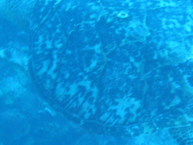 IMG_0945.JPG