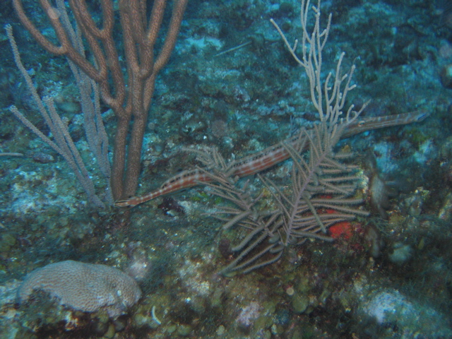 IMG_0950.JPG