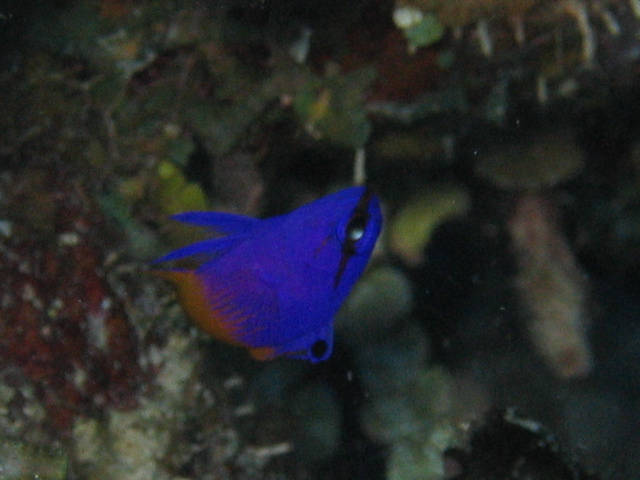 IMG_1007.JPG