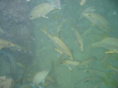 IMG_0915.JPG