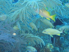 IMG_1052.JPG