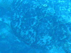 IMG_0945.JPG