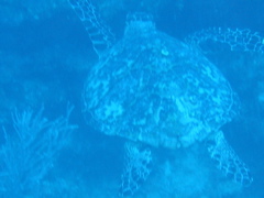 IMG_0946.JPG