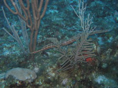 IMG_0950.JPG