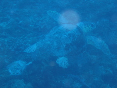 IMG_0951.JPG