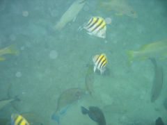 IMG_0919.JPG