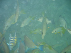 IMG_0920.JPG
