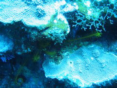 IMG_0962.JPG