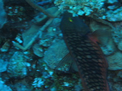 IMG_0975.JPG