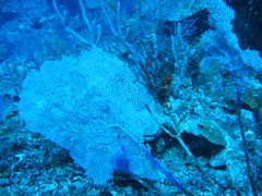 IMG_0976.JPG