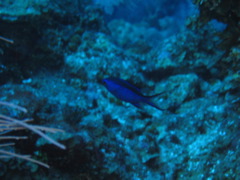 IMG_0980.JPG