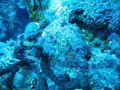 IMG_0982.JPG