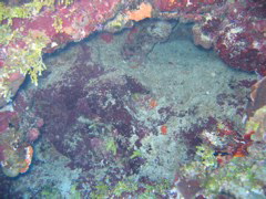 IMG_0983.JPG