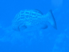 IMG_0987.JPG