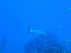 IMG_0988.JPG