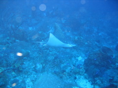 IMG_0995.JPG