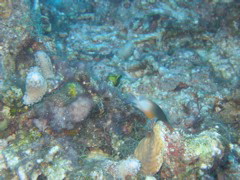 IMG_1005.JPG