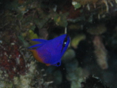 IMG_1007.JPG