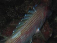 IMG_1008.JPG
