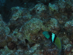 IMG_1022.JPG