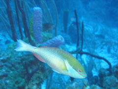 IMG_1030.JPG