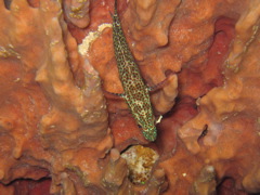 IMG_1039.JPG