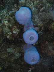 IMG_1041.JPG