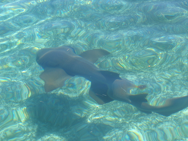 IMG_1123.JPG