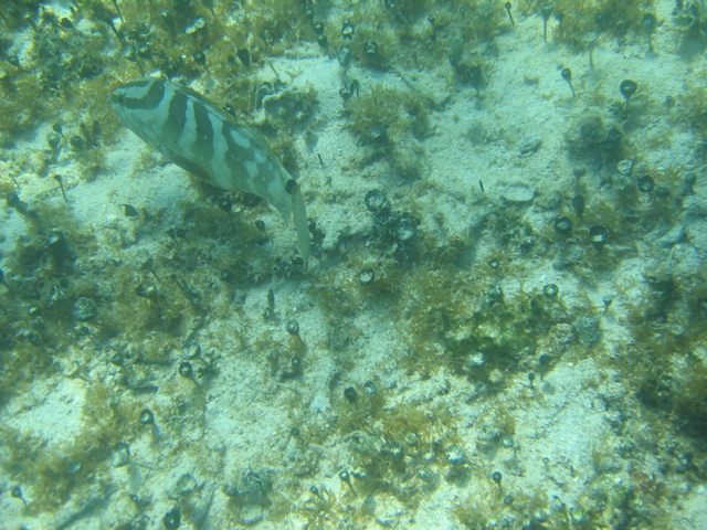 IMG_1098.JPG