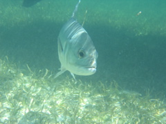 IMG_1095.JPG