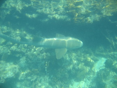 IMG_1111.JPG